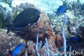 scuba diving photo