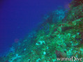 scuba diving photo