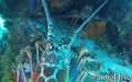 scuba diving photo