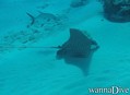 scuba diving photo