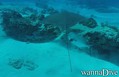 scuba diving photo