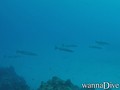 scuba diving photo