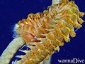 scuba diving photo