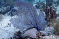 scuba diving photo
