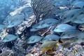 scuba diving photo