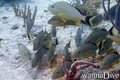 scuba diving photo