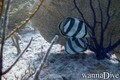 scuba diving photo
