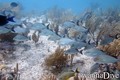 scuba diving photo