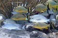 scuba diving photo