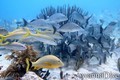 scuba diving photo