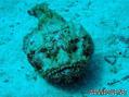 scuba diving photo