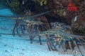 scuba diving photo