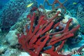 scuba diving photo