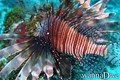 scuba diving photo