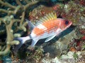 scuba diving photo