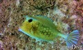 scuba diving photo
