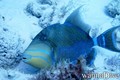 scuba diving photo