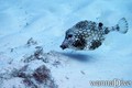scuba diving photo