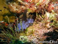 scuba diving photo