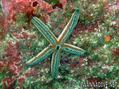 scuba diving photo
