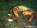 scuba diving photo