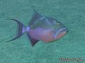 foto de buceo