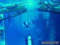 scuba diving photo