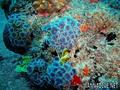 scuba diving photo