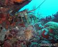 scuba diving photo