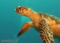 scuba diving photo