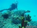 scuba diving photo