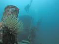 scuba diving photo