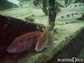 scuba diving photo