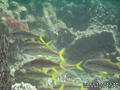 scuba diving photo