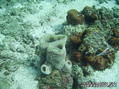 scuba diving photo