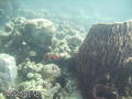 scuba diving photo