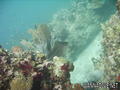scuba diving photo