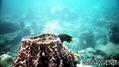 scuba diving photo