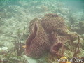 foto de buceo