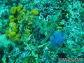 scuba diving photo