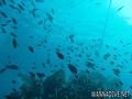 scuba diving photo