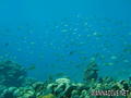 scuba diving photo
