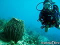 scuba diving photo