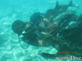 scuba diving photo