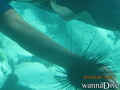 foto de buceo