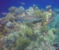 scuba diving photo
