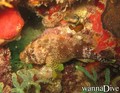 scuba diving photo