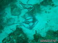 scuba diving photo