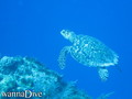 scuba diving photo