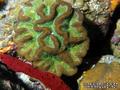 scuba diving photo